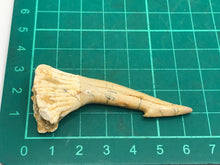 Load image into Gallery viewer, Rostral spine