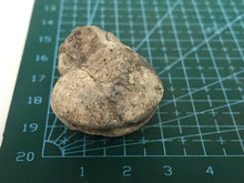 Load image into Gallery viewer, Permian ammonite