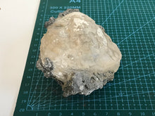 Load image into Gallery viewer, Fossil bivalve