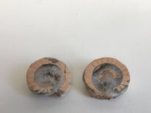 Load image into Gallery viewer, Permian Ammonite