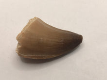Load image into Gallery viewer, Mosasaur tooth