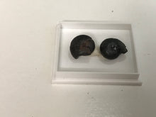 Load image into Gallery viewer, Hematite Goniotite