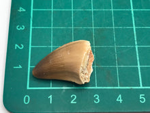 Load image into Gallery viewer, Mosasaur tooth