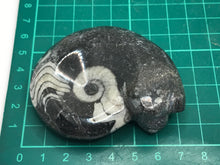 Load image into Gallery viewer, Goniatite