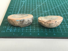 Load image into Gallery viewer, Permian Ammonite