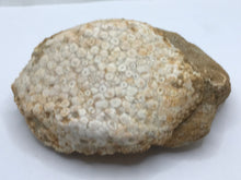 Load image into Gallery viewer, Stingray pallet