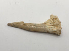 Load image into Gallery viewer, Rostral spine