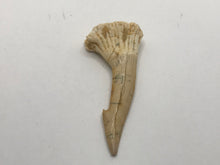 Load image into Gallery viewer, Rostral spine