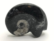 Load image into Gallery viewer, Goniatite fossil ammonite