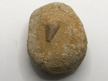 Load image into Gallery viewer, Mosasaur tooth