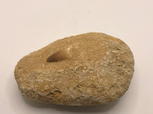 Load image into Gallery viewer, Mosasaur tooth