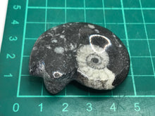 Load image into Gallery viewer, Goniatite fossil ammonite