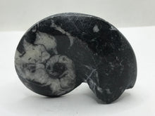 Load image into Gallery viewer, Goniatite fossil Ammonite