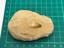 Load image into Gallery viewer, Mosasaur tooth