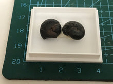 Load image into Gallery viewer, Hematite Goniotite