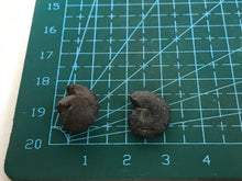 Load image into Gallery viewer, Hematite goniotite