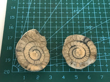 Load image into Gallery viewer, Permian ammonite