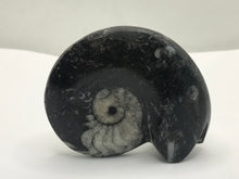 Load image into Gallery viewer, Goniatite ammonite