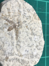 Load image into Gallery viewer, Fossilised fly