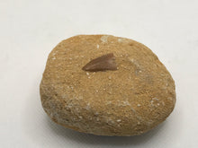 Load image into Gallery viewer, Mosasaur tooth