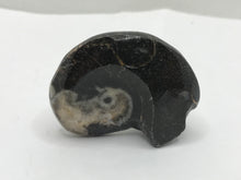 Load image into Gallery viewer, Goniatite ammonite