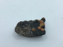 Load image into Gallery viewer, Campylite