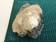 Load image into Gallery viewer, Fossil bivalve