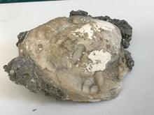 Load image into Gallery viewer, Fossil bivalve