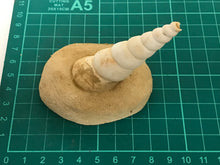 Load image into Gallery viewer, Turitella fossil
