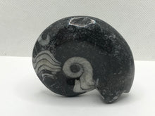 Load image into Gallery viewer, Goniatite