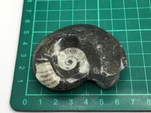 Load image into Gallery viewer, Goniatite fossil Ammonite