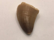 Load image into Gallery viewer, Mosasaur tooth