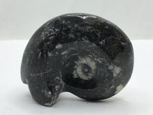 Load image into Gallery viewer, Goniatite fossil Ammonite
