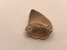 Load image into Gallery viewer, Mosasaur tooth