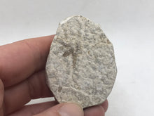 Load image into Gallery viewer, Fossilised fly