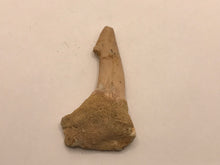 Load image into Gallery viewer, Rostral spine