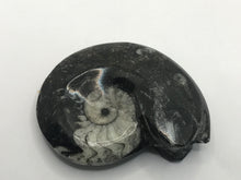 Load image into Gallery viewer, Goniatite ammonite