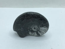 Load image into Gallery viewer, Goniatite fossil ammonite
