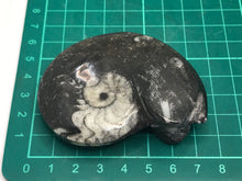 Load image into Gallery viewer, Goniatite ammonite