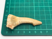 Load image into Gallery viewer, Rostral spine