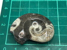 Load image into Gallery viewer, Goniatite ammonite