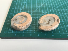 Load image into Gallery viewer, Permian Ammonite