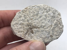 Load image into Gallery viewer, Fossilised fly