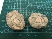 Load image into Gallery viewer, Permian ammonite