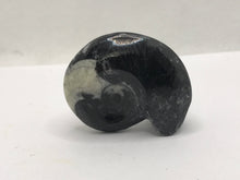 Load image into Gallery viewer, Goniatite ammonite