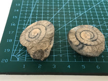 Load image into Gallery viewer, Permian ammonite