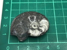 Load image into Gallery viewer, Goniatite fossil ammonite
