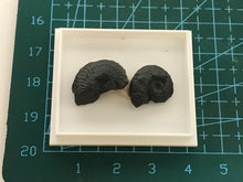 Load image into Gallery viewer, Hematite ammonite