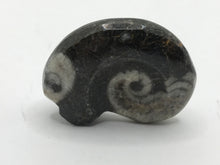 Load image into Gallery viewer, Goniatite ammonite