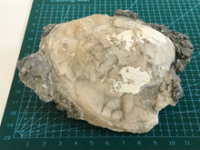 Load image into Gallery viewer, Fossil bivalve